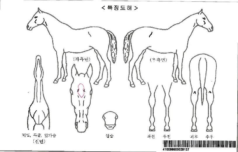 ¾ÆÆ¼½º°¥ÀÚ¸¶ÀÇ Ãø¸é,¿ì¸é,µÞ¸é,µÎ»ó,´Ù¸®ÀÇ Æ¯Â¡µµÇØ