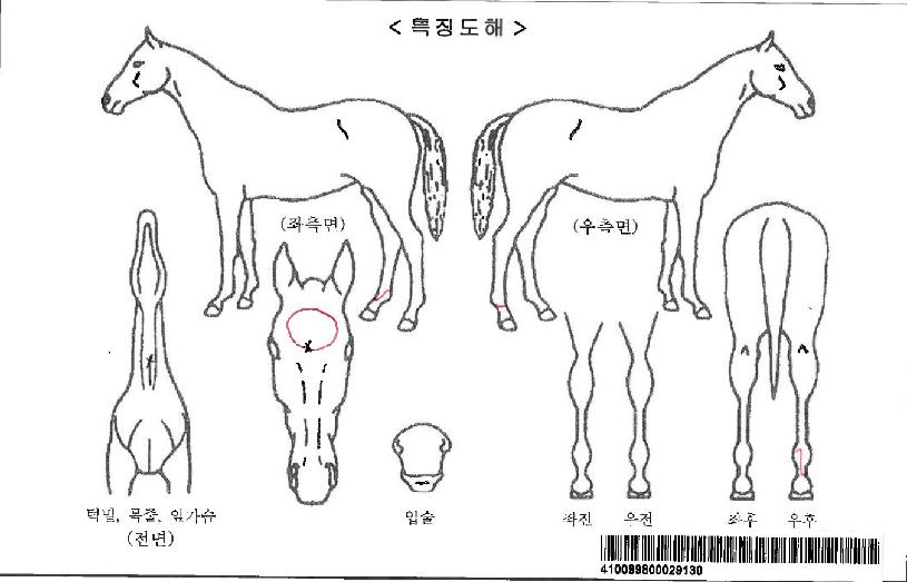 ´ºÀ©µðÀÚ¸¶ÀÇ Ãø¸é,¿ì¸é,µÞ¸é,µÎ»ó,´Ù¸®ÀÇ Æ¯Â¡µµÇØ
