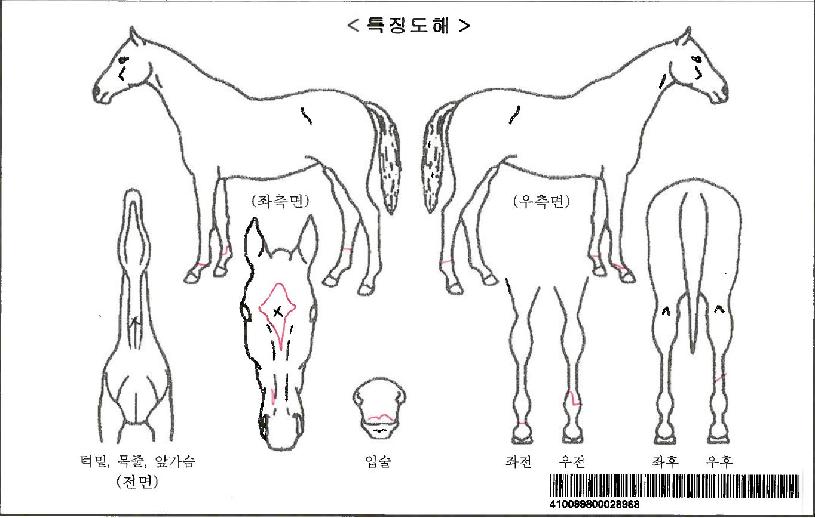 �����̽�ĵ���ڸ��� ����,���,�޸�,�λ�,�ٸ��� Ư¡����