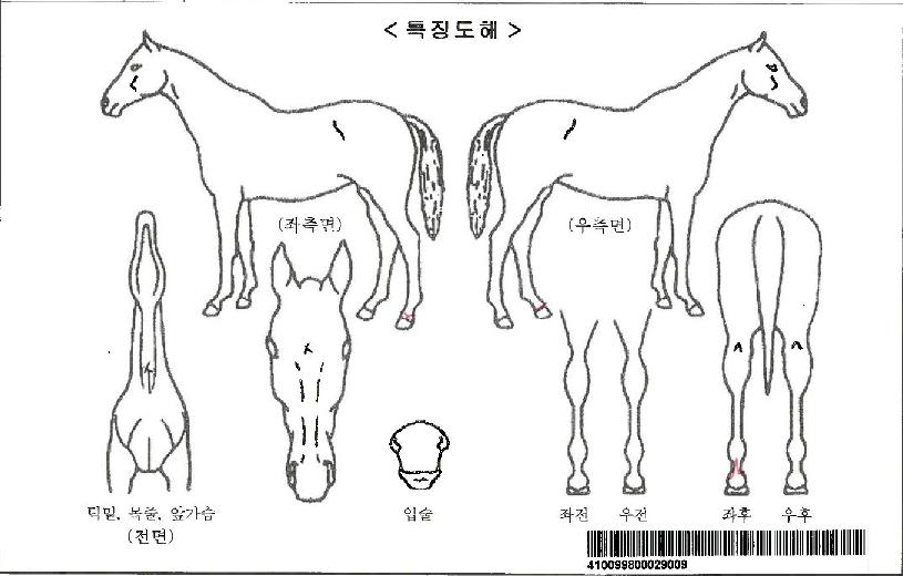 �̽��ε��ڸ��� ����,���,�޸�,�λ�,�ٸ��� Ư¡����