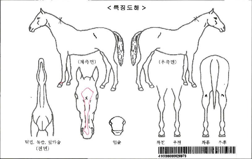 ¾ÆÀÓÀ¯¾îÄýÀÚ¸¶ÀÇ Ãø¸é,¿ì¸é,µÞ¸é,µÎ»ó,´Ù¸®ÀÇ Æ¯Â¡µµÇØ