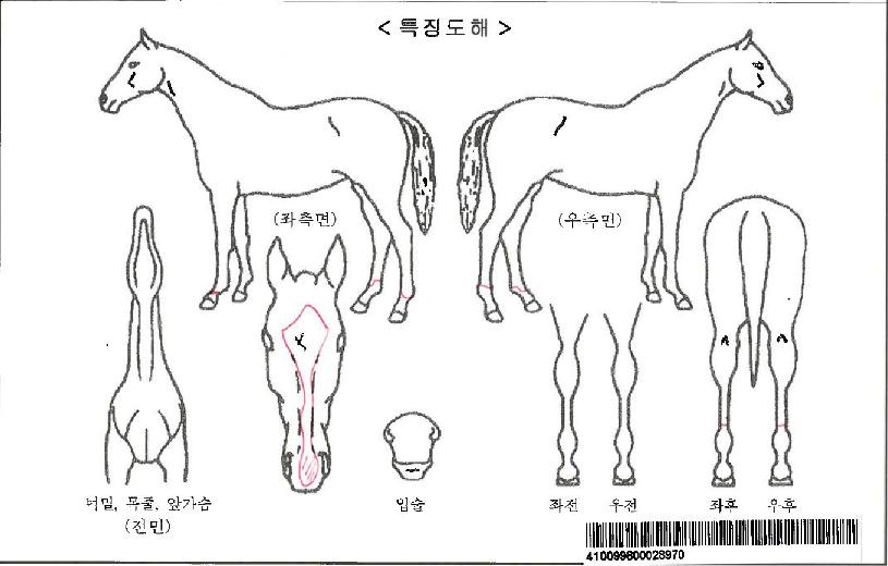 Áñ°Å¿îÇÔ¼ºÀÚ¸¶ÀÇ Ãø¸é,¿ì¸é,µÞ¸é,µÎ»ó,´Ù¸®ÀÇ Æ¯Â¡µµÇØ