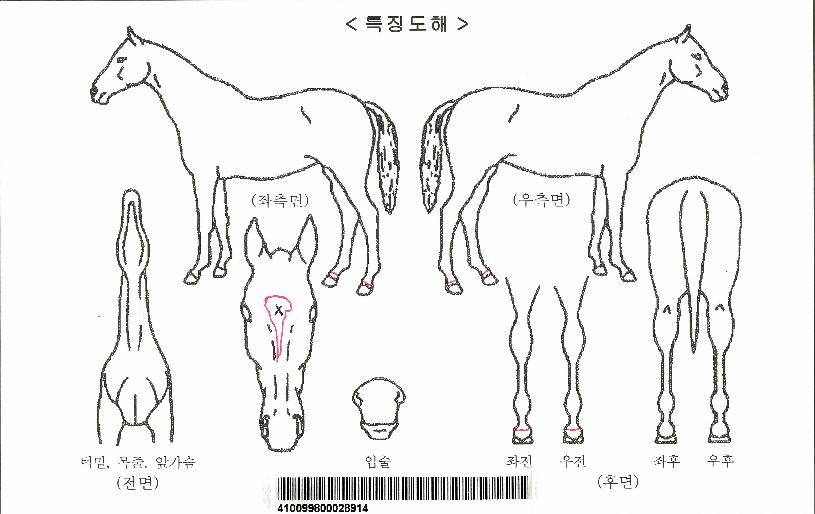 ��Ÿ������Ʈ�ڸ��� ����,���,�޸�,�λ�,�ٸ��� Ư¡����