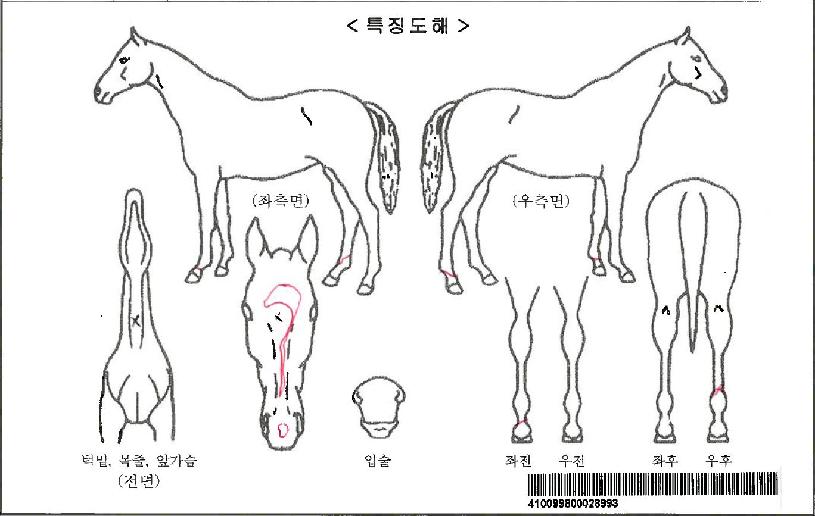 ��Ÿ������Ʈ�ڸ��� ����,���,�޸�,�λ�,�ٸ��� Ư¡����