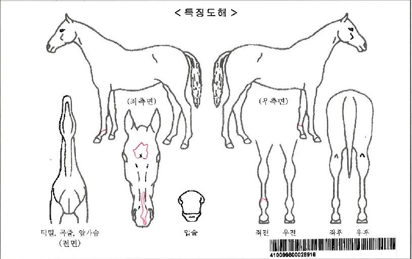 ·ç³ª½Ç¹öÀÚ¸¶ÀÇ Ãø¸é,¿ì¸é,µÞ¸é,µÎ»ó,´Ù¸®ÀÇ Æ¯Â¡µµÇØ