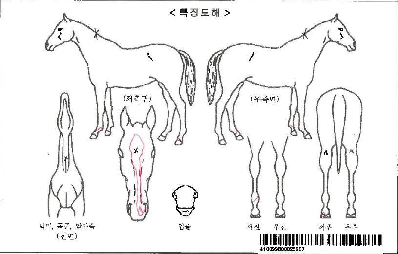 ½´ÆÛ½ºÅ¸Á¸ÀÚ¸¶ÀÇ Ãø¸é,¿ì¸é,µÞ¸é,µÎ»ó,´Ù¸®ÀÇ Æ¯Â¡µµÇØ