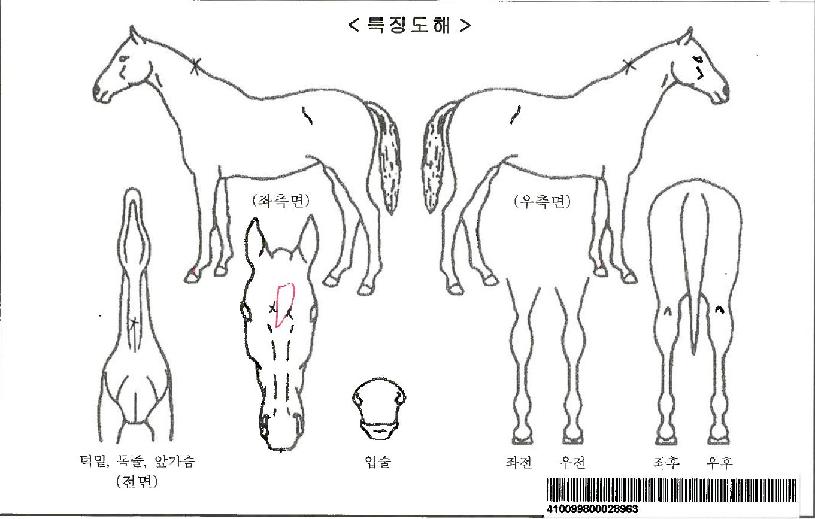 ½´ÆÛ½ºÅ¸Á¸ÀÚ¸¶ÀÇ Ãø¸é,¿ì¸é,µÞ¸é,µÎ»ó,´Ù¸®ÀÇ Æ¯Â¡µµÇØ