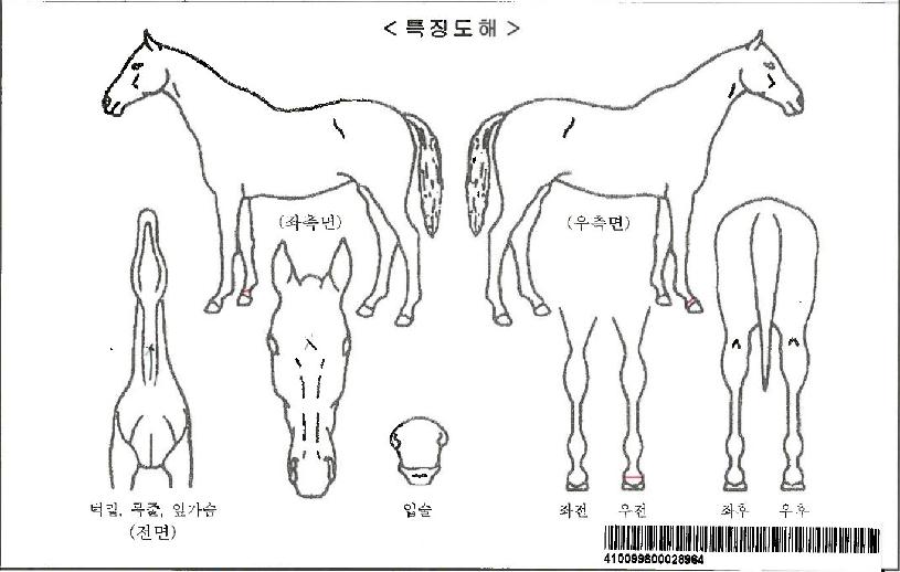 ½º¸¶Æ®ºò¹ðÀÇ Ãø¸é,¿ì¸é,µÞ¸é,µÎ»ó,´Ù¸®ÀÇ Æ¯Â¡µµÇØ