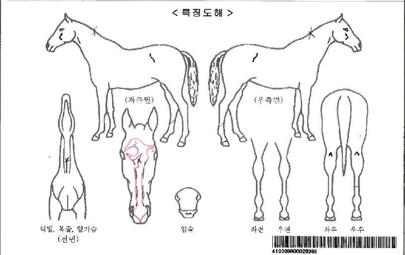 �����Ƽ�ڸ��� ����,���,�޸�,�λ�,�ٸ��� Ư¡����