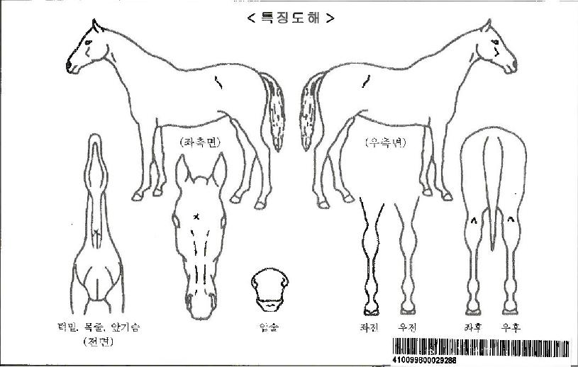 °¡¿ÂÄýÀÚ¸¶ÀÇ Ãø¸é,¿ì¸é,µÞ¸é,µÎ»ó,´Ù¸®ÀÇ Æ¯Â¡µµÇØ