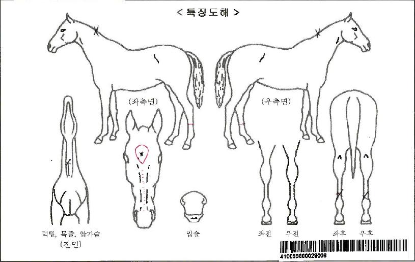 ¿¡¸ð¸®»è½ºÀÚ¸¶ÀÇ Ãø¸é,¿ì¸é,µÞ¸é,µÎ»ó,´Ù¸®ÀÇ Æ¯Â¡µµÇØ