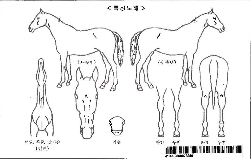 �����ڸ��� ����,���,�޸�,�λ�,�ٸ��� Ư¡����