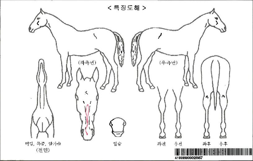 °ñµç·ÎÁîÀÚ¸¶ÀÇ Ãø¸é,¿ì¸é,µÞ¸é,µÎ»ó,´Ù¸®ÀÇ Æ¯Â¡µµÇØ