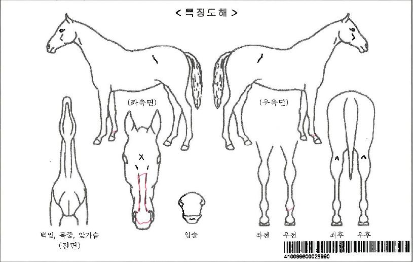¼öȣõ»çÀÚ¸¶ÀÇ Ãø¸é,¿ì¸é,µÞ¸é,µÎ»ó,´Ù¸®ÀÇ Æ¯Â¡µµÇØ