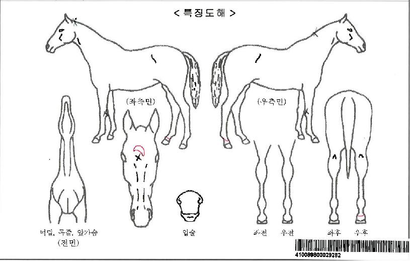 ¼¿ïÀǺ°ÀÚ¸¶ÀÇ Ãø¸é,¿ì¸é,µÞ¸é,µÎ»ó,´Ù¸®ÀÇ Æ¯Â¡µµÇØ