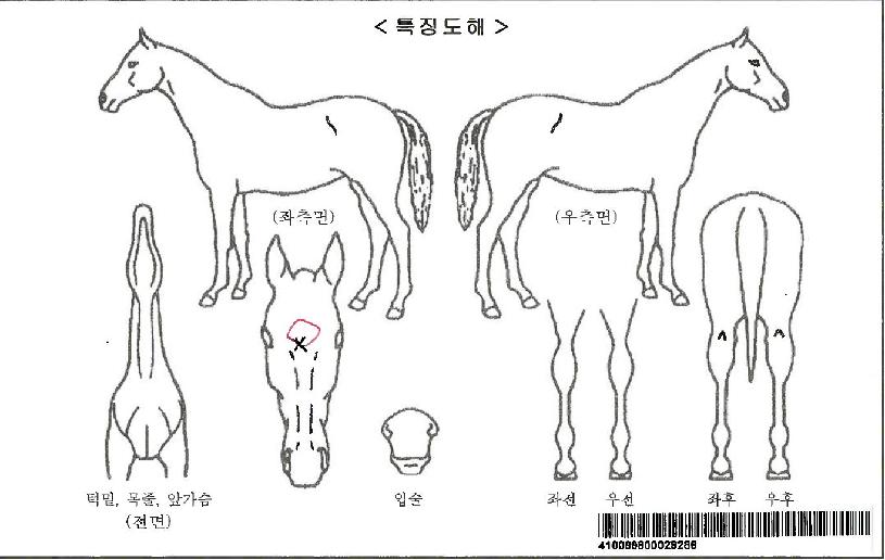 Çູ°ÅžÀÚ¸¶ÀÇ Ãø¸é,¿ì¸é,µÞ¸é,µÎ»ó,´Ù¸®ÀÇ Æ¯Â¡µµÇØ