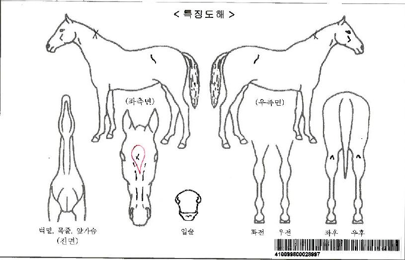 ¹ÙÀ̹ÙÀ̹öÇÇÀÚ¸¶ÀÇ Ãø¸é,¿ì¸é,µÞ¸é,µÎ»ó,´Ù¸®ÀÇ Æ¯Â¡µµÇØ