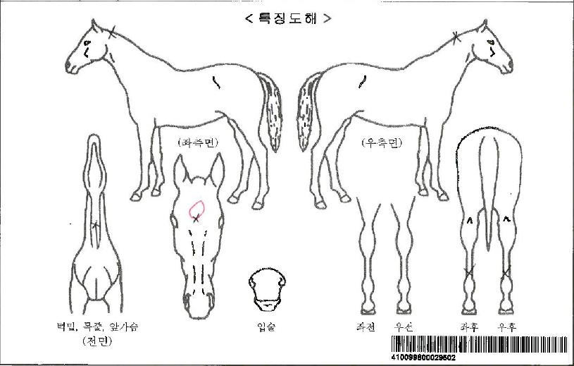 �Ƹ޸�ĭ���ڸ��� ����,���,�޸�,�λ�,�ٸ��� Ư¡����