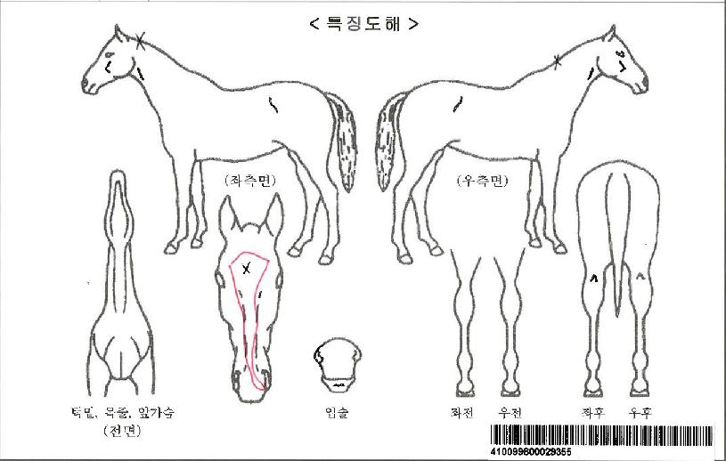 �Ѿ��ڸ��� ����,���,�޸�,�λ�,�ٸ��� Ư¡����