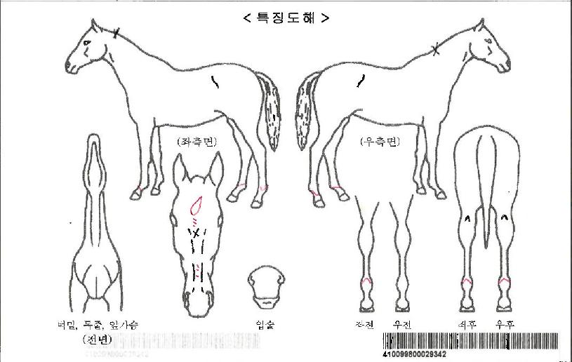 ³¡ÆÇ¿¡¾î·ÎÀÚ¸¶ÀÇ Ãø¸é,¿ì¸é,µÞ¸é,µÎ»ó,´Ù¸®ÀÇ Æ¯Â¡µµÇØ