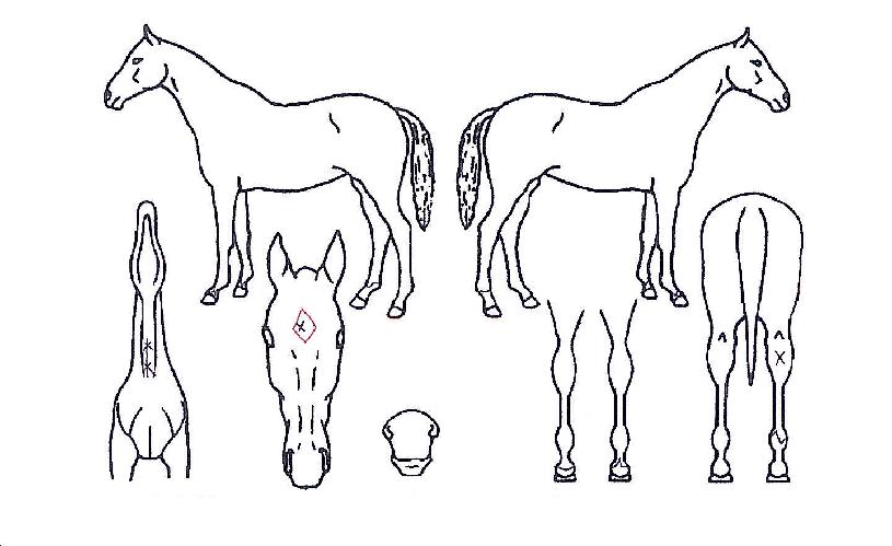 �Ẹ�� ����,���,�޸�,�λ�,�ٸ��� Ư¡����