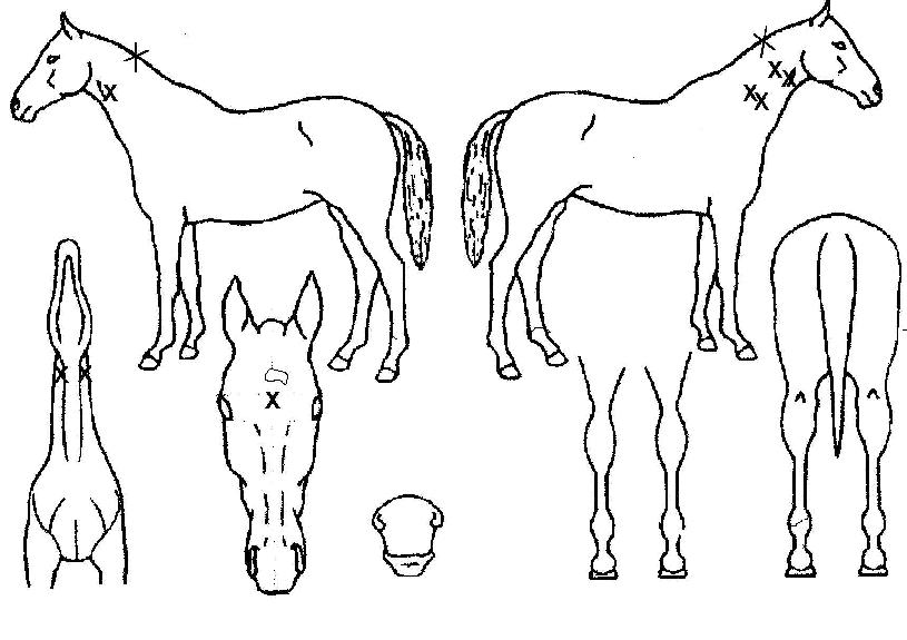 ƼÁîijµô¶ôÀÇ Ãø¸é,¿ì¸é,µÞ¸é,µÎ»ó,´Ù¸®ÀÇ Æ¯Â¡µµÇØ