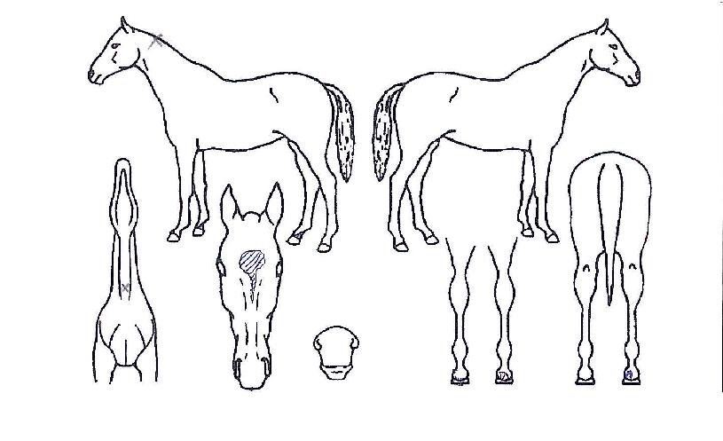 ÀººûÆÄµµÀÇ Ãø¸é,¿ì¸é,µÞ¸é,µÎ»ó,´Ù¸®ÀÇ Æ¯Â¡µµÇØ