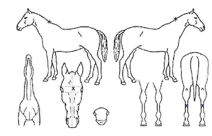 ¿ë»çÀ§ÀÇ Ãø¸é,¿ì¸é,µÞ¸é,µÎ»ó,´Ù¸®ÀÇ Æ¯Â¡µµÇØ