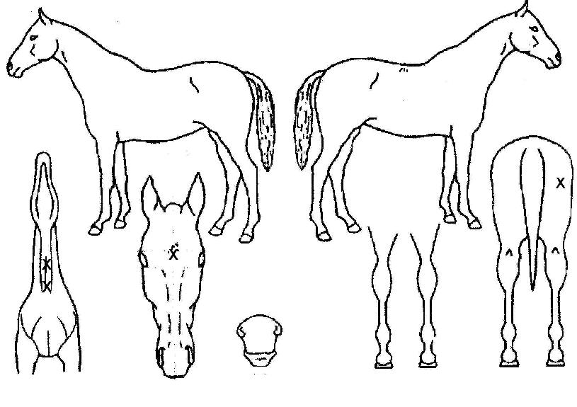 ���ѱ˵��� ����,���,�޸�,�λ�,�ٸ��� Ư¡����