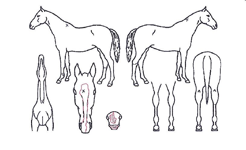 ¸¶¸°ÀÇ Ãø¸é,¿ì¸é,µÞ¸é,µÎ»ó,´Ù¸®ÀÇ Æ¯Â¡µµÇØ