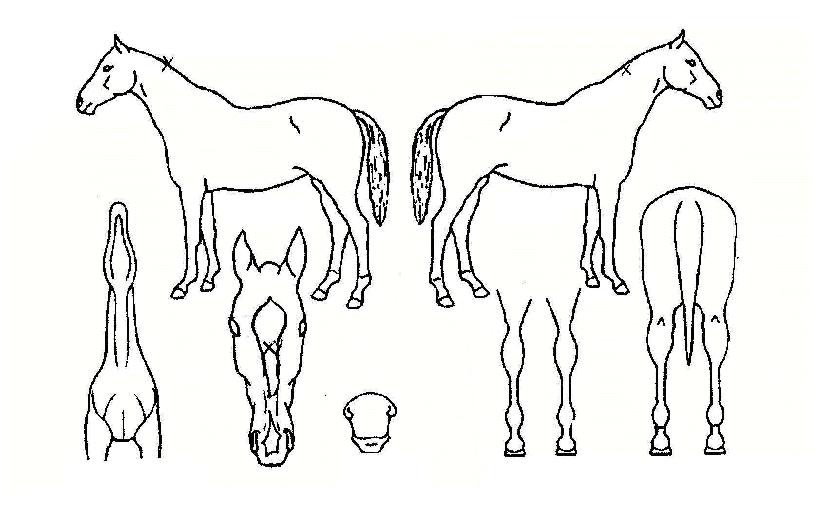 ��ñ״��� ����,���,�޸�,�λ�,�ٸ��� Ư¡����