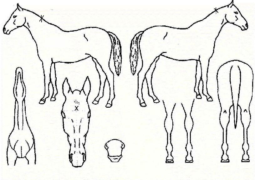 �������� ����,���,�޸�,�λ�,�ٸ��� Ư¡����