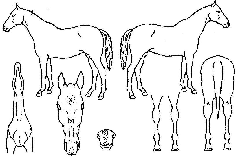 ��������� ����,���,�޸�,�λ�,�ٸ��� Ư¡����