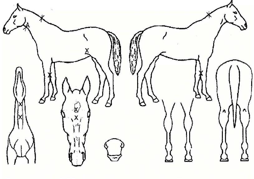 Ȳ»ö¹Ù¶÷ÀÇ Ãø¸é,¿ì¸é,µÞ¸é,µÎ»ó,´Ù¸®ÀÇ Æ¯Â¡µµÇØ