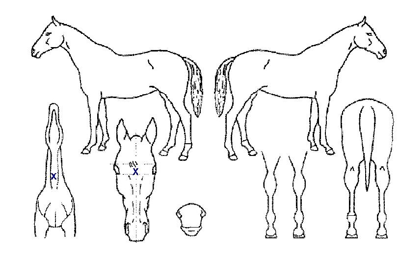 Àººñ·ÉÀÇ Ãø¸é,¿ì¸é,µÞ¸é,µÎ»ó,´Ù¸®ÀÇ Æ¯Â¡µµÇØ