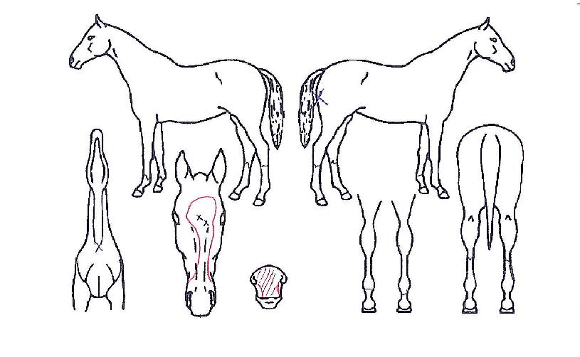 ºÎ¼®´ë½ÂÀÇ Ãø¸é,¿ì¸é,µÞ¸é,µÎ»ó,´Ù¸®ÀÇ Æ¯Â¡µµÇØ