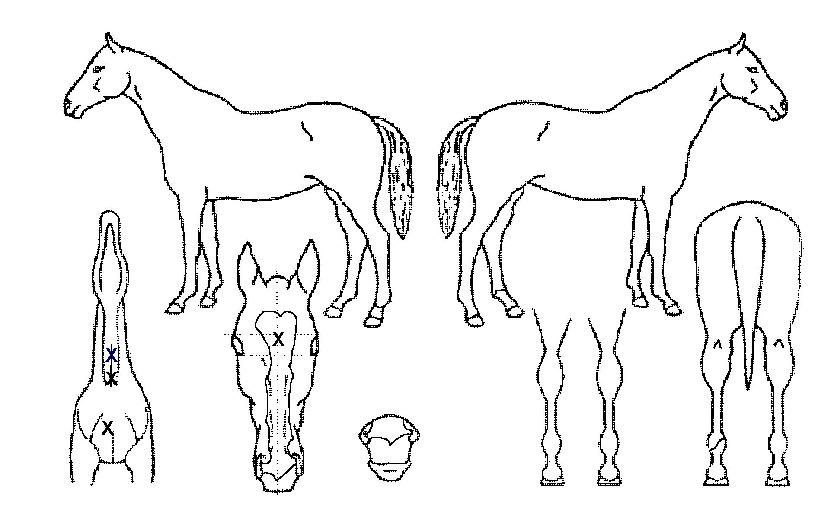 ÇѶó¿ëÀåÀÇ Ãø¸é,¿ì¸é,µÞ¸é,µÎ»ó,´Ù¸®ÀÇ Æ¯Â¡µµÇØ