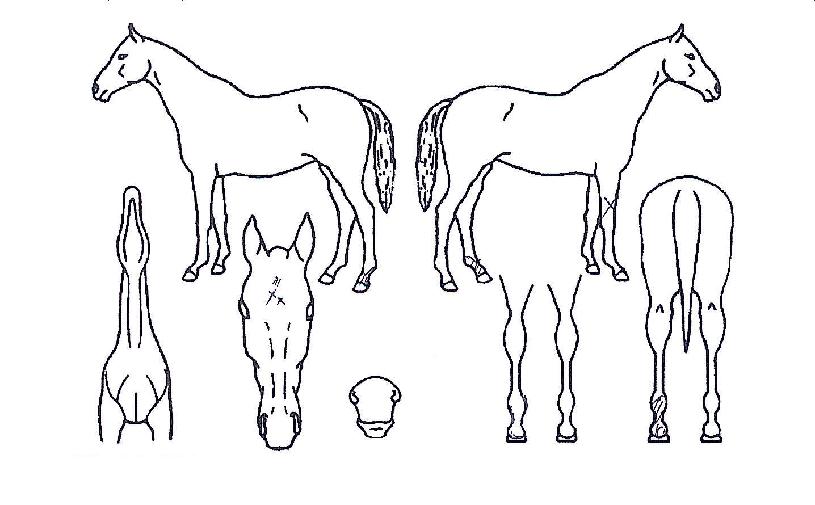 õ�������� ����,���,�޸�,�λ�,�ٸ��� Ư¡����