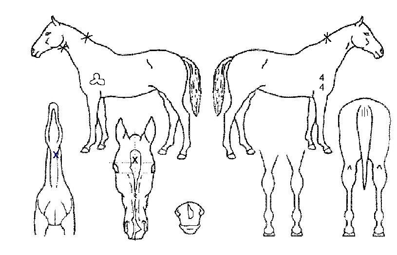 ������� ����,���,�޸�,�λ�,�ٸ��� Ư¡����