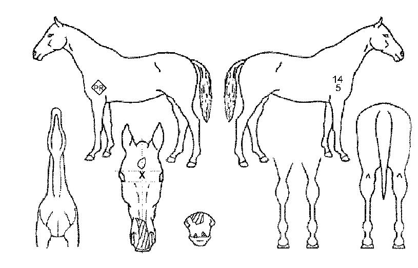 õ»ç·ÐÀÇ Ãø¸é,¿ì¸é,µÞ¸é,µÎ»ó,´Ù¸®ÀÇ Æ¯Â¡µµÇØ