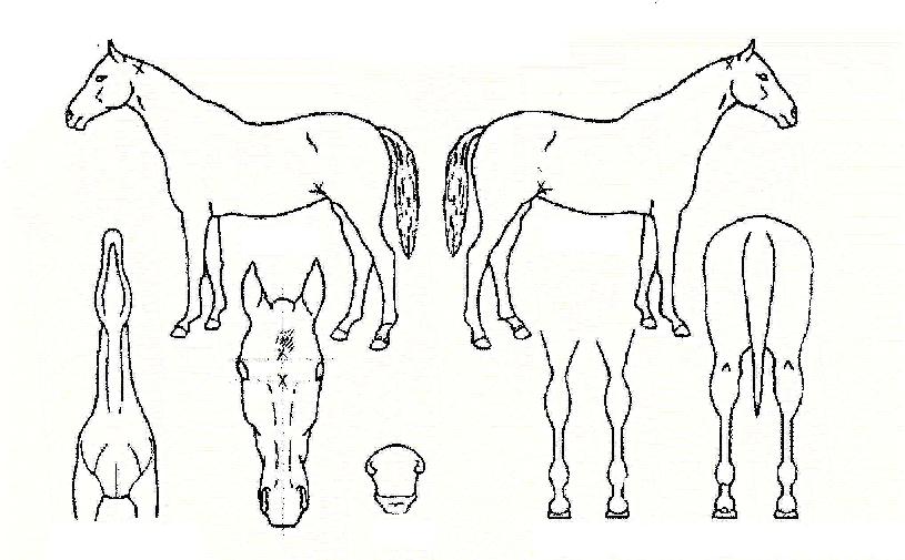 �ݰ����� ����,���,�޸�,�λ�,�ٸ��� Ư¡����