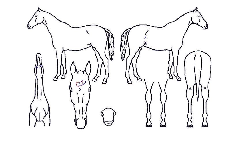 ������ ����,���,�޸�,�λ�,�ٸ��� Ư¡����