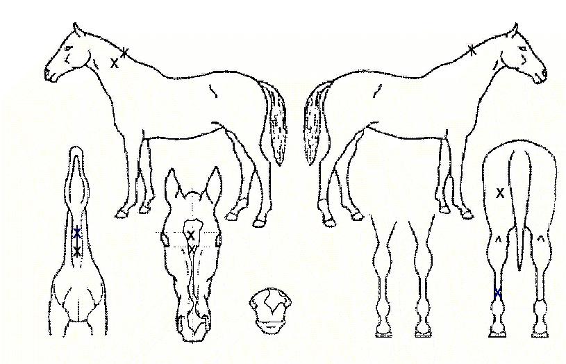 ·°Å°µðÇÁÀÇ Ãø¸é,¿ì¸é,µÞ¸é,µÎ»ó,´Ù¸®ÀÇ Æ¯Â¡µµÇØ