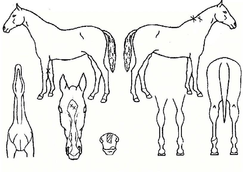 °úõÁøÁÖÀÇ Ãø¸é,¿ì¸é,µÞ¸é,µÎ»ó,´Ù¸®ÀÇ Æ¯Â¡µµÇØ
