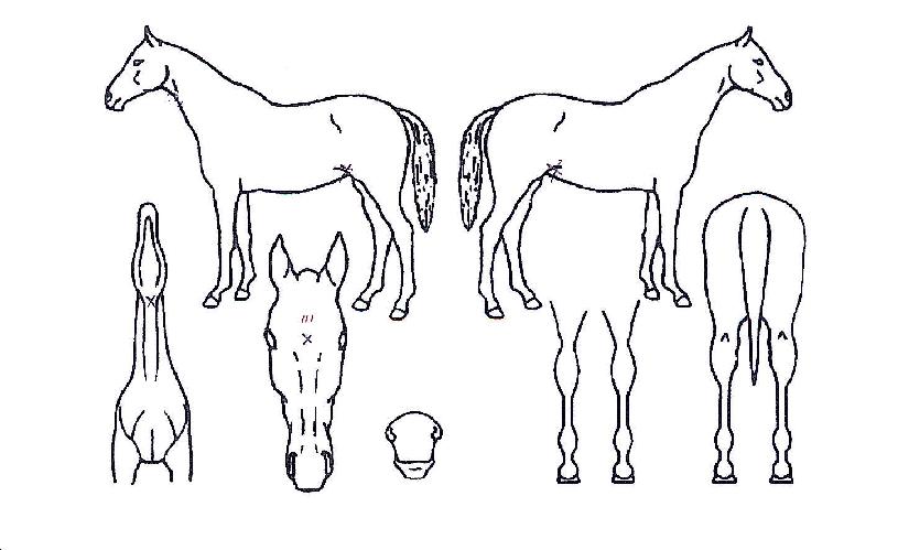 ȫ������ ����,���,�޸�,�λ�,�ٸ��� Ư¡����