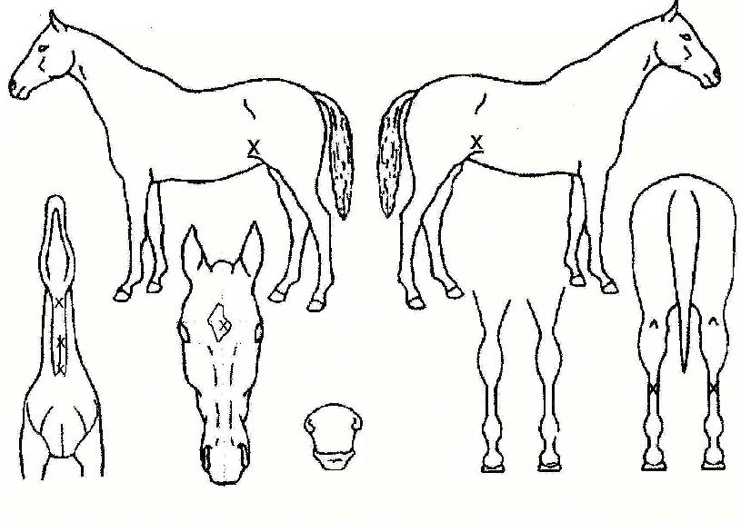 ¸Å·ÂÀÇ Ãø¸é,¿ì¸é,µÞ¸é,µÎ»ó,´Ù¸®ÀÇ Æ¯Â¡µµÇØ