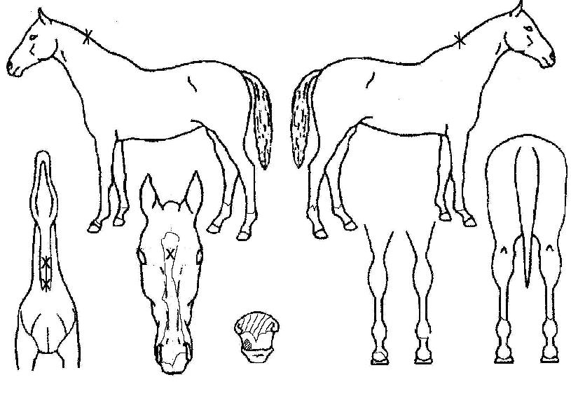 ºñ´ÏºñµðºñŰÀÇ Ãø¸é,¿ì¸é,µÞ¸é,µÎ»ó,´Ù¸®ÀÇ Æ¯Â¡µµÇØ