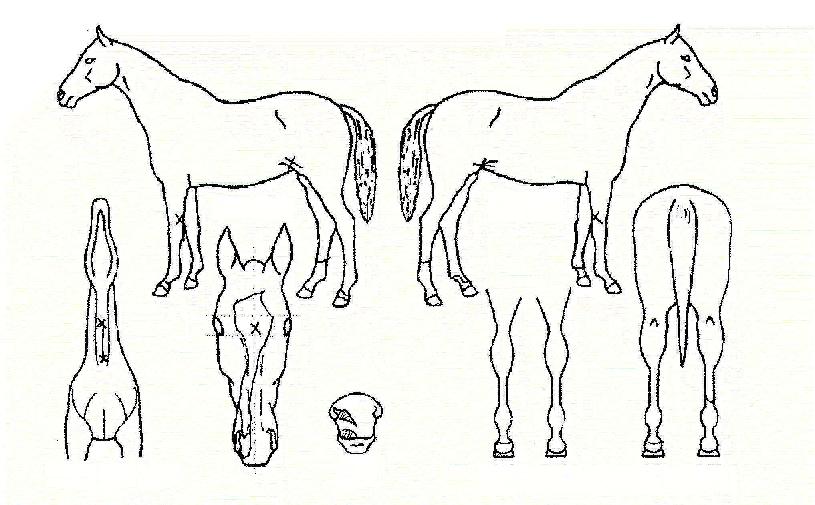 ���������� ����,���,�޸�,�λ�,�ٸ��� Ư¡����