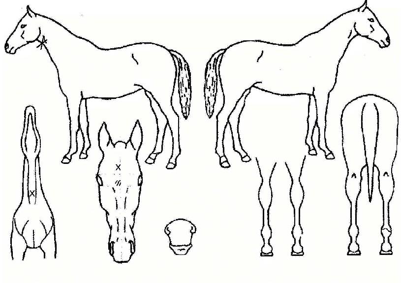 ��õ������ ����,���,�޸�,�λ�,�ٸ��� Ư¡����