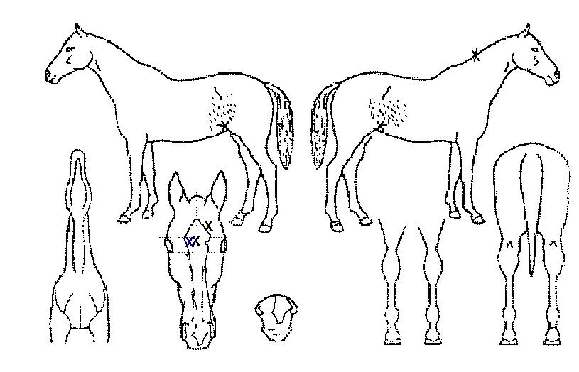 �̸��� ����,���,�޸�,�λ�,�ٸ��� Ư¡����